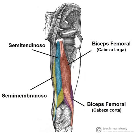 Anatomia del isquiotibial - Realidad Fitness