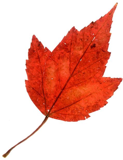 Autumn Blaze maple leaf Free Photo Download | FreeImages