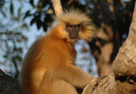 Golden langur World’s 25 Most Endangered Primates | Assam Times