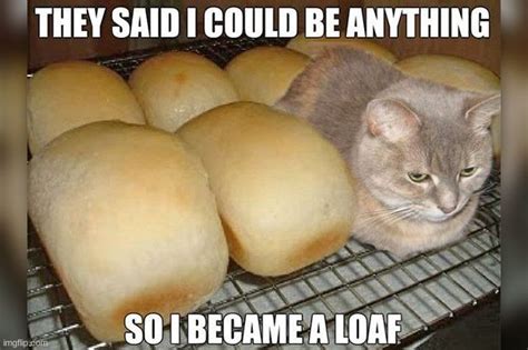 Cats just wanna be 'Loafin - Imgflip