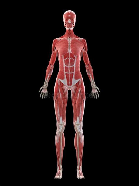 Human Anatomy Muscle System Female Stock Illustrations – 1,206 Human ...