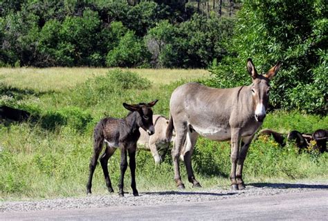 Donkey Breeding Ages: A Guide to Safe Reproduction