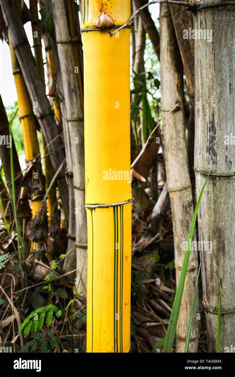 Fresh yellow bamboo stalks tree with green pattern on agricultural bamboo forest and farm ...