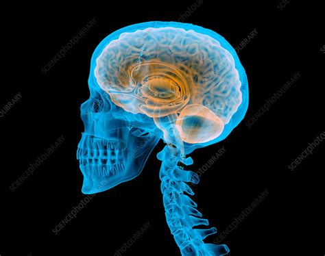 Human skull with brain, illustration - Stock Image - F025/1016 ...