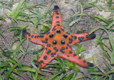 Real Monstrosities: Chocolate Chip Starfish