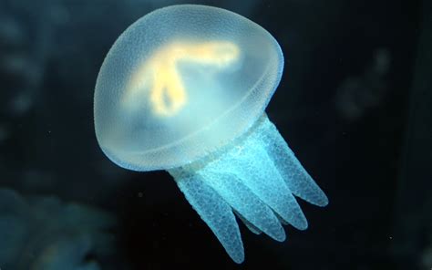 Download Animal Jellyfish HD Wallpaper