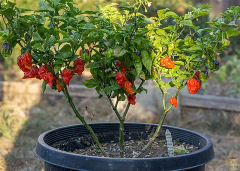 Plant Seeds Shop | Buy Hot Chili Pepper Carolina Reaper Seeds