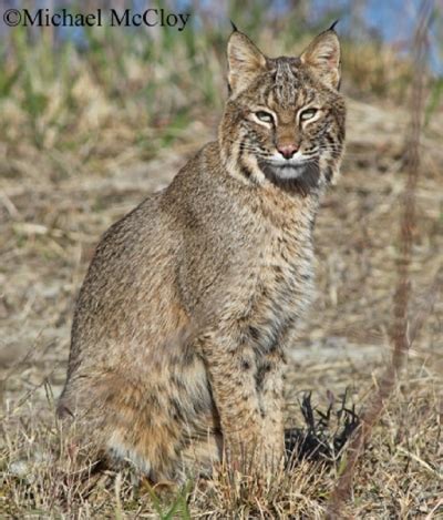 Bobcat | State of Tennessee, Wildlife Resources Agency