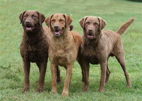 Chesapeake Bay retriever, all 3 colors (chocolate, dead grass, sedge ...