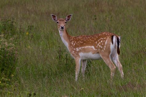 BWePhoto: The Fallow Deer