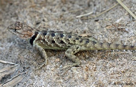 Desert Spiny Lizard - Sceloporus magister