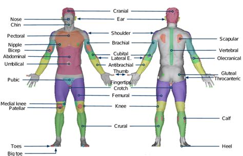 Human Body Diagram Not Labeled - k-Music