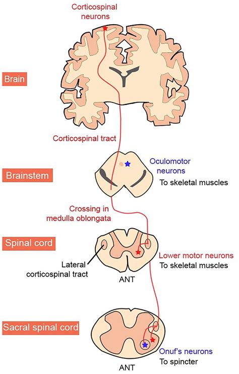 clima Passado pellet motor neuron anatomy não utilizado dedicação Esquisito