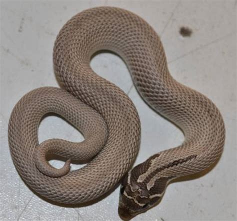 Baby Axanthic Super Conda Western Hognose Snakes for sale