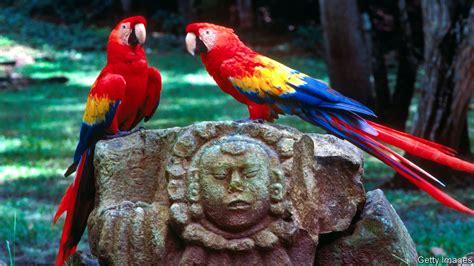 Guarding guaras - Protecting Honduras’s national bird | The Americas | The Economist