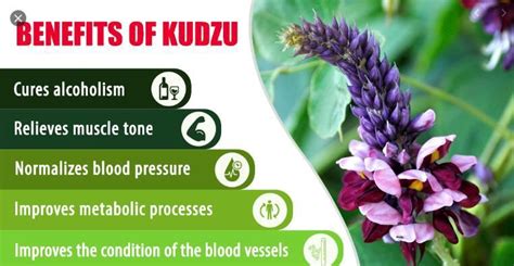 Kudzu Roots Benefits | edu.svet.gob.gt