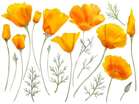 California poppy png - Download Free Png Images