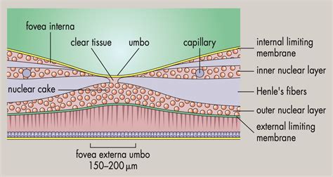 Fovea Histology