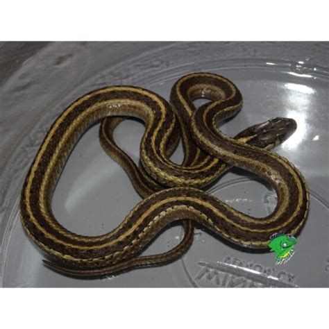 Wandering Garter Snake - adult - Strictly Reptiles Inc.