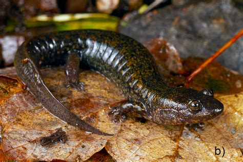 Three New Species of Black-Bellied Salamander Found in Southern Appalachian Mountains | Media ...