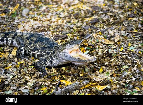 Siamese crocodile (Crocodylus siamensis) Critically endangered, captive ...