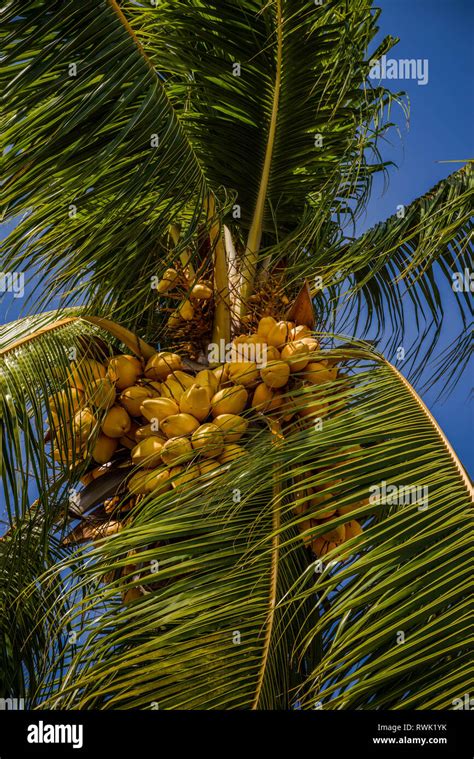 Coconut tree fruit hi-res stock photography and images - Alamy