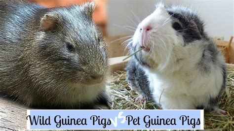 Wild Guinea Pigs VS Pet Guinea Pigs - YouTube