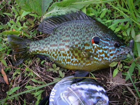 Sunfish, Pumpkinseed | www.roughfish.com