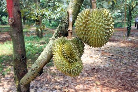 Durian Tree Stock Photos, Images and Backgrounds for Free Download