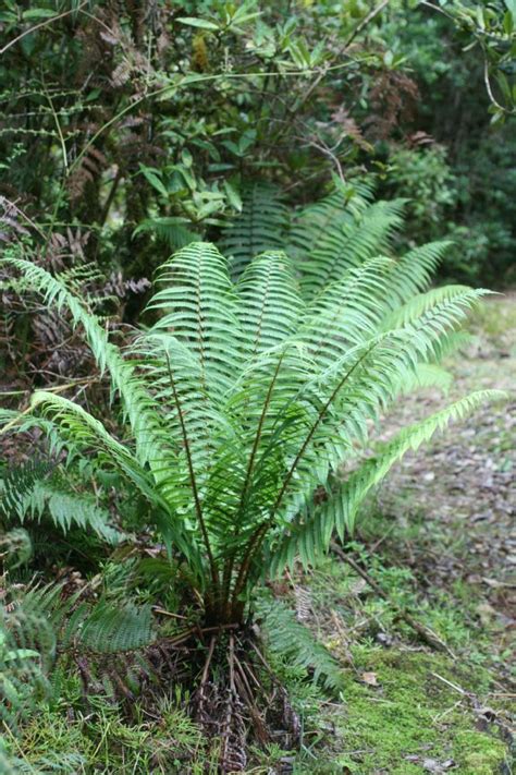 Dryopteris wallichiana (Dryopteridaceae) image 199765 at PhytoImages.siu.edu