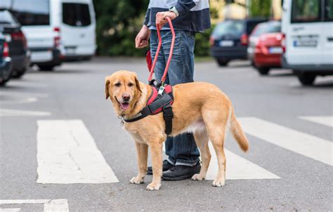 Service Dog Breed Spotlight: The Golden Retriever - Vetality