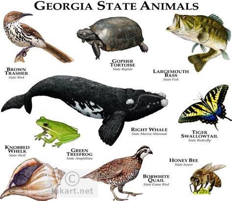 Georgia State Animals | Animal posters, Animal facts, Animals