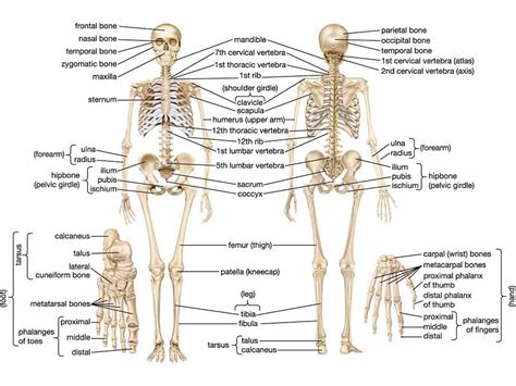 Printable Pictures Of The Human Skeleton - Printable Word Searches