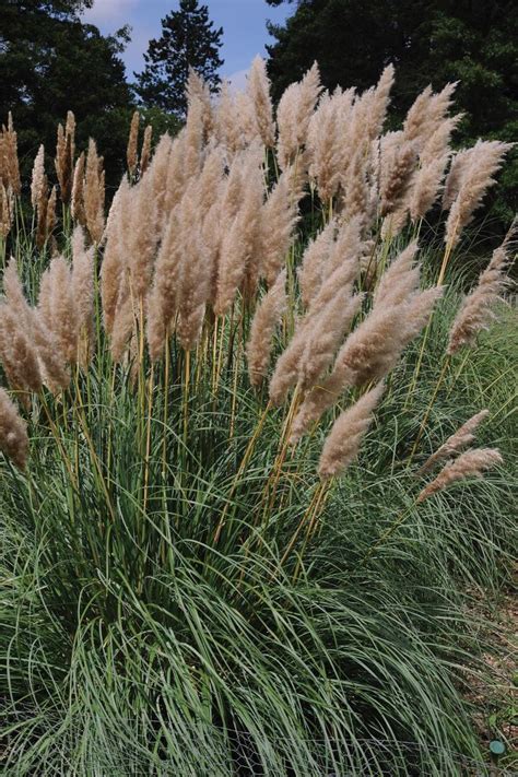 13 Terrific Tall Grasses | Ornamental grasses, Tall ornamental grasses, Short ornamental grasses