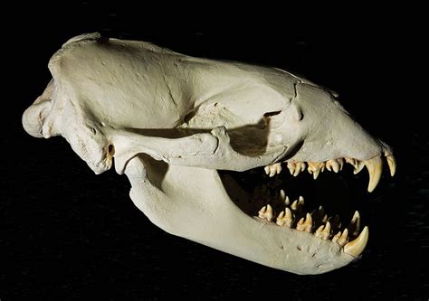 Leopard Seal Skull Photograph by Millard H. Sharp - Pixels