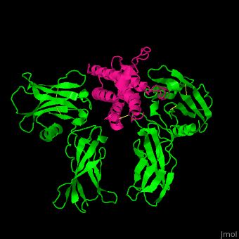 Erythropoietin receptor - Proteopedia, life in 3D