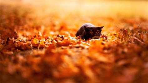 Download Black Cat In Fall Season Wallpaper | Wallpapers.com