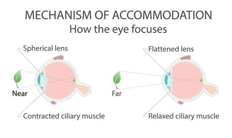 39 Biology Eye Accommodation Royalty-Free Images, Stock Photos ...