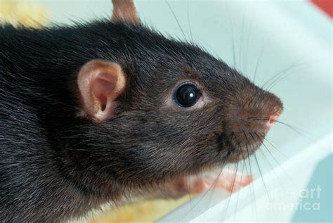 Laboratory Rat Photograph by Uk Crown Copyright Courtesy Of Fera ...