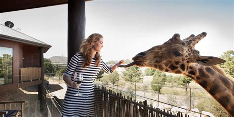 Giraffe Treehouses - Jamala Wildlife Lodge