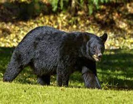 Black Bears | Characteristics, Habitat & Diet | Study.com