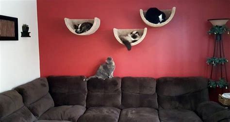 Wall mounted cat bed/cat bed/cat shelf/pet bed/kitten bed/cat bed for ...