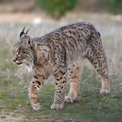 Lynx | Rewilding Europe