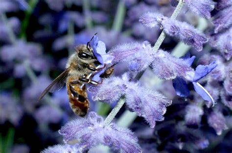 Pesticide Cocktail Can Harm Honey Bees