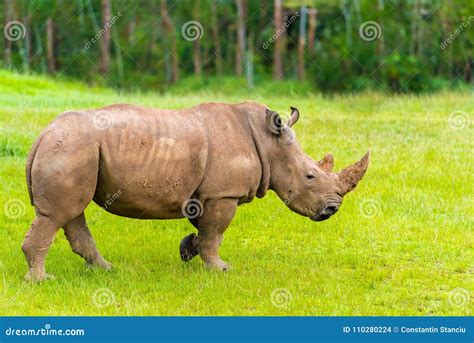 Portrait of Southern White Rhino Stock Photo - Image of animal ...