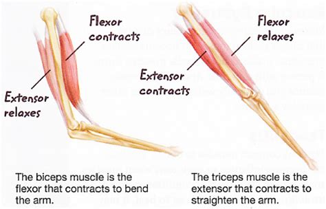 Structure diagram showing muscle activity and arm movement. Note... | Download Scientific Diagram