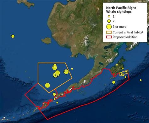 How Can We Protect the North Pacific Right Whale? – Ocean News Hubb