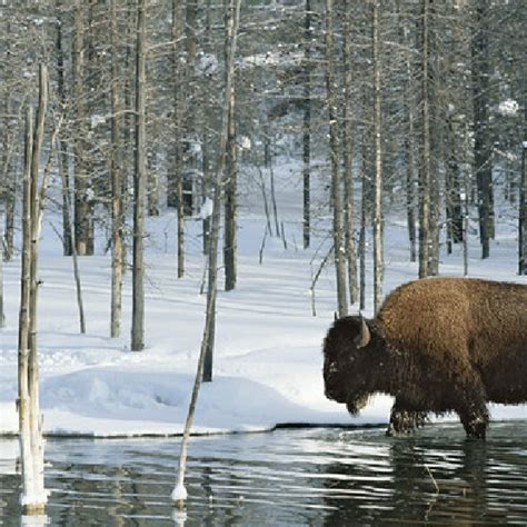 A buffalo crossing a Yellowstone park creek. | Download Scientific Diagram