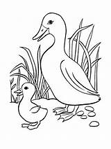 Eend Canard Enten Kleurplaat Eenden Coloring Malvorlage Coloriages  sketch template