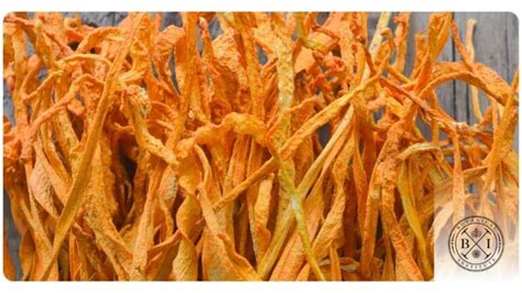 5 Cordyceps Benefits: Dosage & Safety | The Botanical Institute